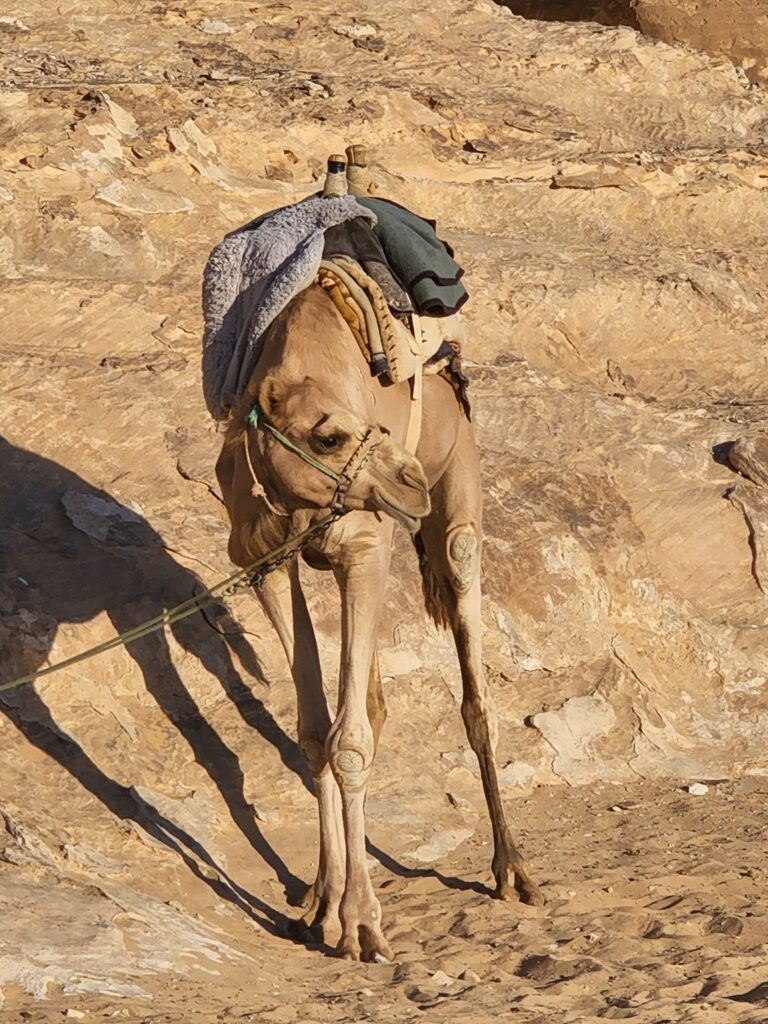 Camel Jordan